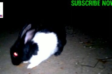 Kinwat..##   Rabbit cute in Marathi language