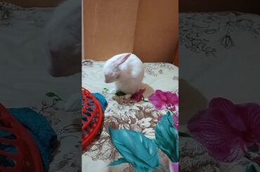 Funny cute baby rabbit  video compilation🐰🐰