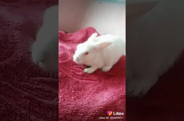 Cute rabbit