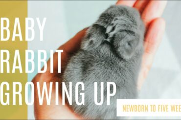 Rabbit Growing Up | Newborn to Five weeks