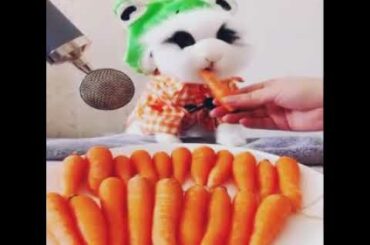 Ohh !! Watch the cutest Rabbits 🐇🐰❤