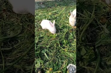 Cute Rabbits feeding and playing