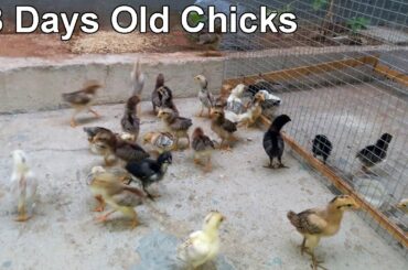 Baby Chickens - Day 13 || Baby Chicks Growth