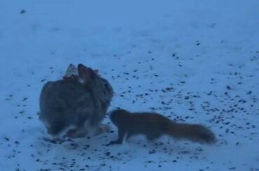 Hilarious and Cute - Bunny VS Squirrel!