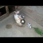 Rabbits | animals | baby bunnies | ki 1 year prani Video Jo Mere dusre YouTube channel pr thi