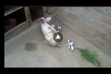 Rabbits | animals | baby bunnies | ki 1 year prani Video Jo Mere dusre YouTube channel pr thi