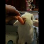 My cute bunny
