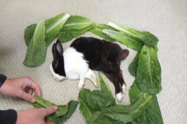 Waking A Sleeping Rabbit By Surrounding Him with Lettuce
