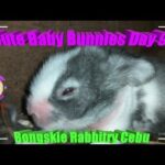 2 Cute Baby Bunnies Day 9 (DOB: Jan 30, 2020) - Bongskie Rabbitry Cebu - Bisdak Edition