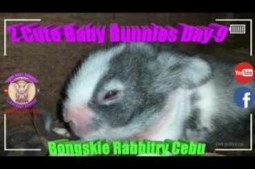 2 Cute Baby Bunnies Day 9 (DOB: Jan 30, 2020) - Bongskie Rabbitry Cebu - Bisdak Edition