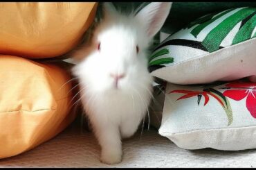 Mi Adorable y Divertido Conejito Blanco, My Cute and Funny Bunny.