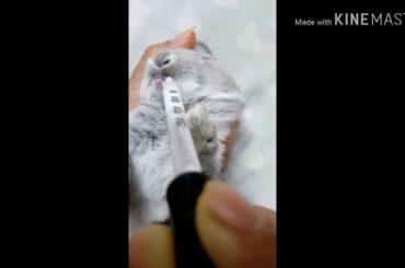 Feeding milk to my rabbits adorable baby..😍