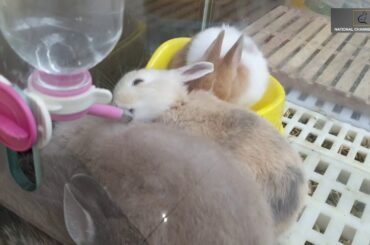 National Channel Official | Cute and Funny Bunny