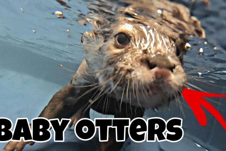 Swimming With Baby Otters