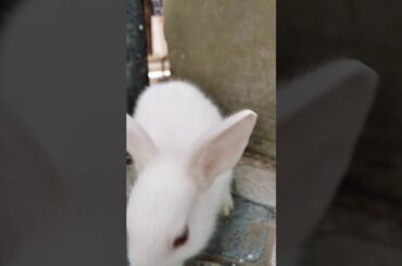 Cute rabbit