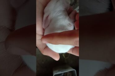 Cute baby Rabbit 😍 | one week old