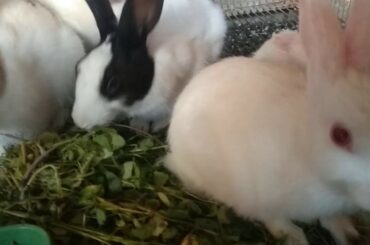 Funny Rabbits With Cute Video