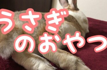 うさぎにおやつをあげました　Rabbit bunny cute sweets