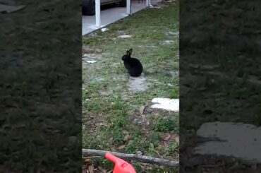 The cute black bunny 😘😘😘