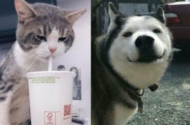 Baby Animals Being Cute - Baby Dogs Funny Moments | Baby Cats | Aww Animals 💗 Puppies TV