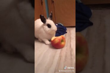 The cutie marshmallow