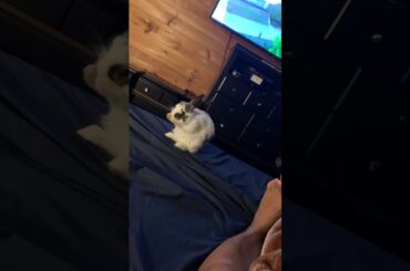 Rabbit self cleaning (Rocky ) super cute
