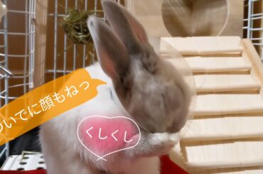 子うさぎの可愛いくしくし The figure of a baby rabbit grooming