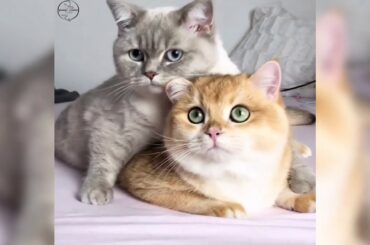 Adorable Cats and Rabbits 😻🐇 - Funny and Cute Pets - Pets Life YT