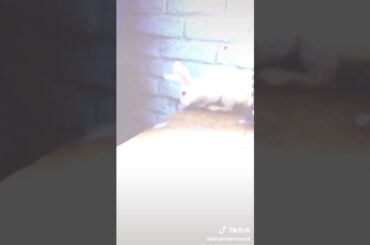cute rabbits/by tik tok