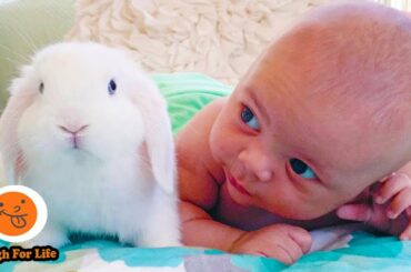 Cute Babies and Rabbit Become Best Friend | Funny Babies and Pets