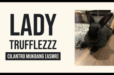 Bunny Eating Crunchy Cilantro ASMR| Lady Trufflezzz