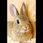 Pet Photo Fun "Bunny" Birthday To You Song