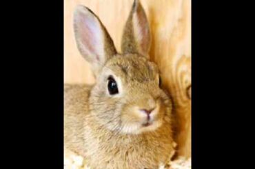 Pet Photo Fun "Bunny" Birthday To You Song