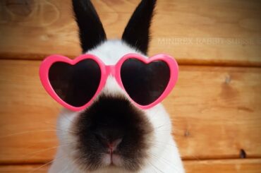 BUNNY WITH SUNGLASSES CUTE TIKTOK @MINIREXRABBITSUISSE