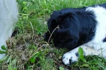 Dethan watches over baby bunnies (full version)
