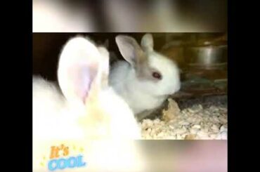 Cute rabbit funny and cute bunny videos