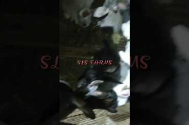 #ALL #TYPES #OF #BUNNIES