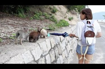 Leading Thirsty Bunnies to Water on Japan's Rabbit Island!