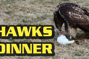 Red-tail Hawk Catching and Eating a Rabbit