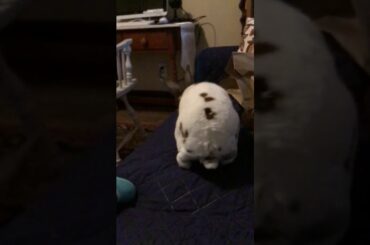 Rory!DIY cute bunny toy!