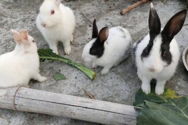 Funny Rabbit Videos in local area