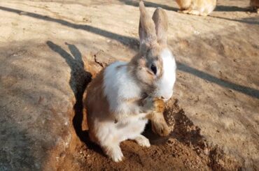 날씨가 추워서 토끼가( rabbit) 굴에서 잠을자고 아침에 밖으로 나오는 장면
