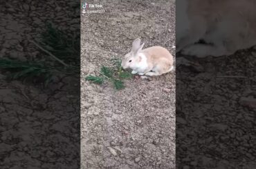 Tussi mote mote ho WhatsApp status funny rabbit /animals cute rabbit