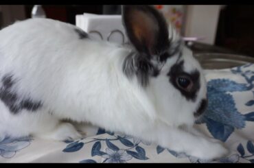 Cute bunny being silly!