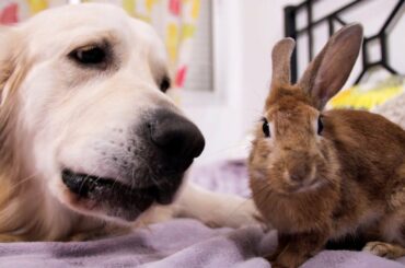 Dog Trying to Say Something to the Rabbit