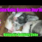 2 Cute Baby Bunnies Day 10 (DOB: Jan 30, 2020) - Bongskie Rabbitry Cebu - Bisdak Edition