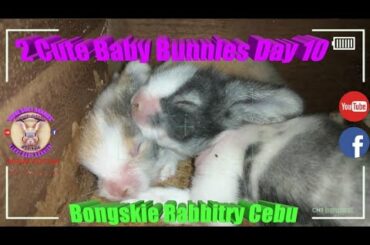 2 Cute Baby Bunnies Day 10 (DOB: Jan 30, 2020) - Bongskie Rabbitry Cebu - Bisdak Edition