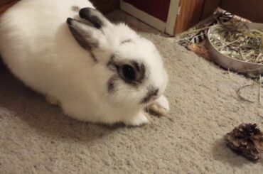 Sir.Licks a lot is so cute  Bunny