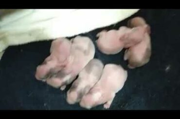 Day 2 of my cute baby rabbit