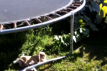 Rabbits blobbing under the tramp / Rabbit #6